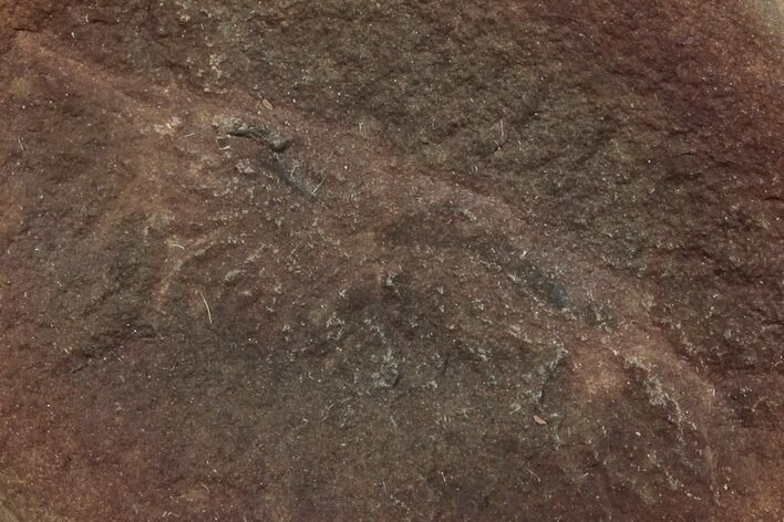 Fossil Shrimp (Peachocaris) Nodule Pos/Neg - Illinois #262957